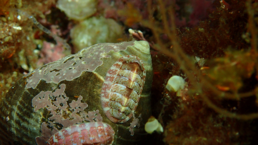 Northern Red Chiton