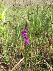 Anacamptis palustris
