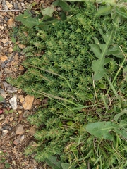 Paronychia franciscana
