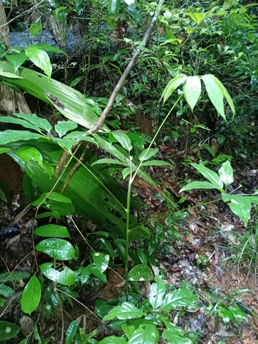 Image of Didymopanax morototoni by (c) Guillaume Delaitre, some rights reserved (CC BY)