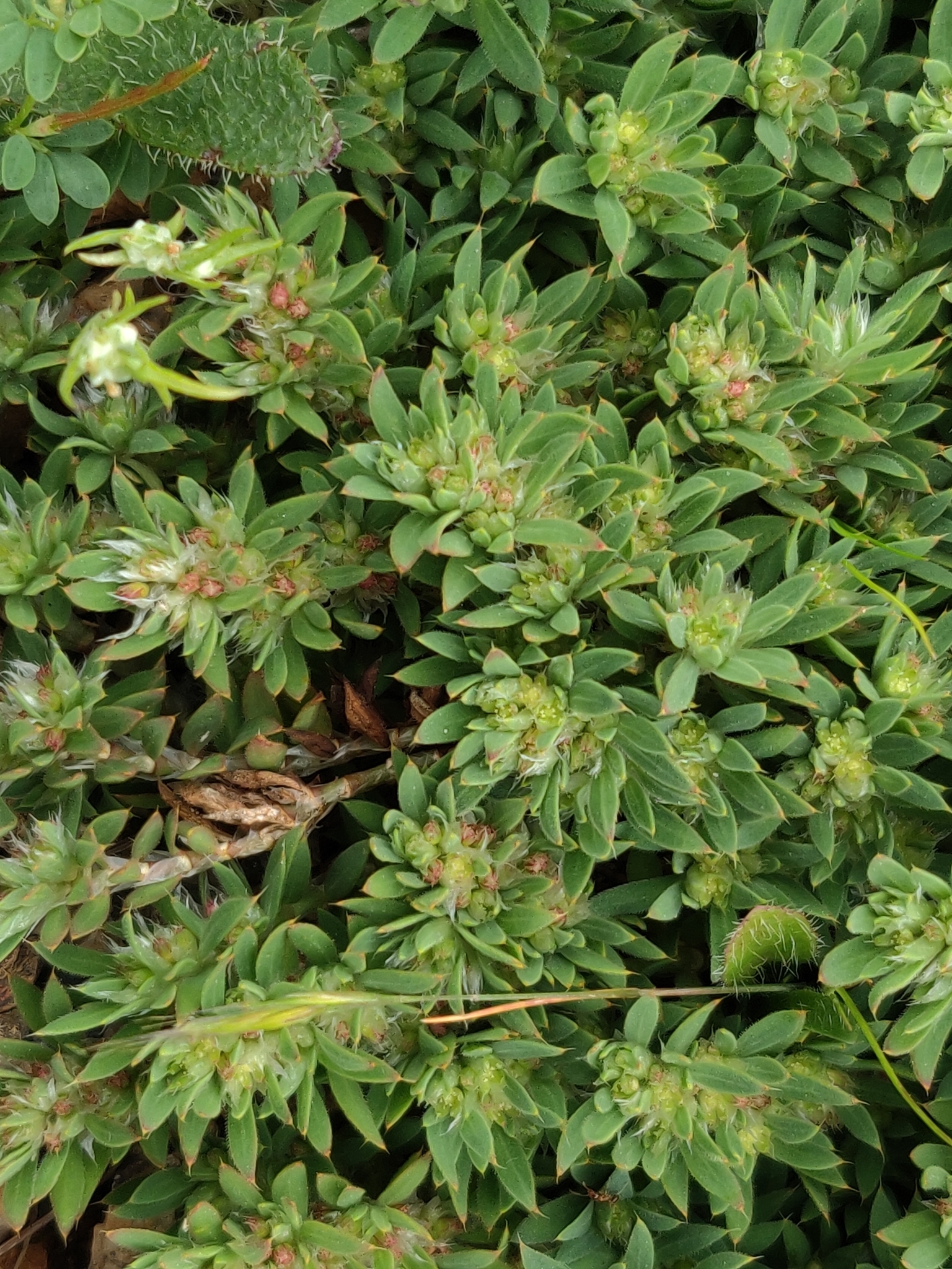 Paronychia franciscana