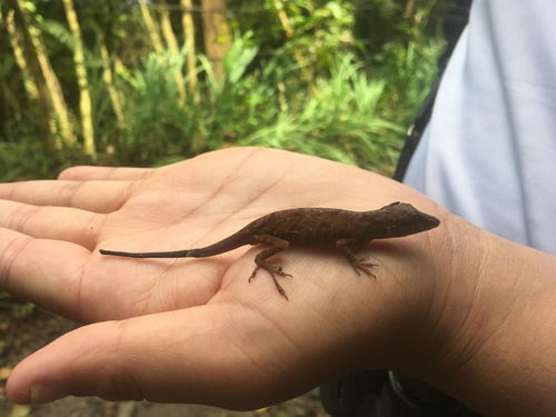 Solitaire Anole, Anolis solitarius