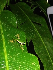 Callimedusa tomopterna