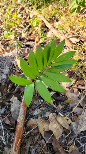 Image of Zamia prasina by (c) Daniel Acosta, some rights reserved (CC BY)