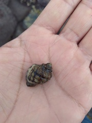 Ocenebrinae