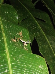 Callimedusa tomopterna