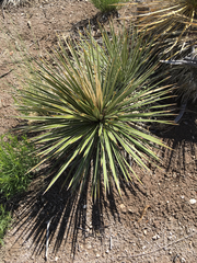 Yucca intermedia
