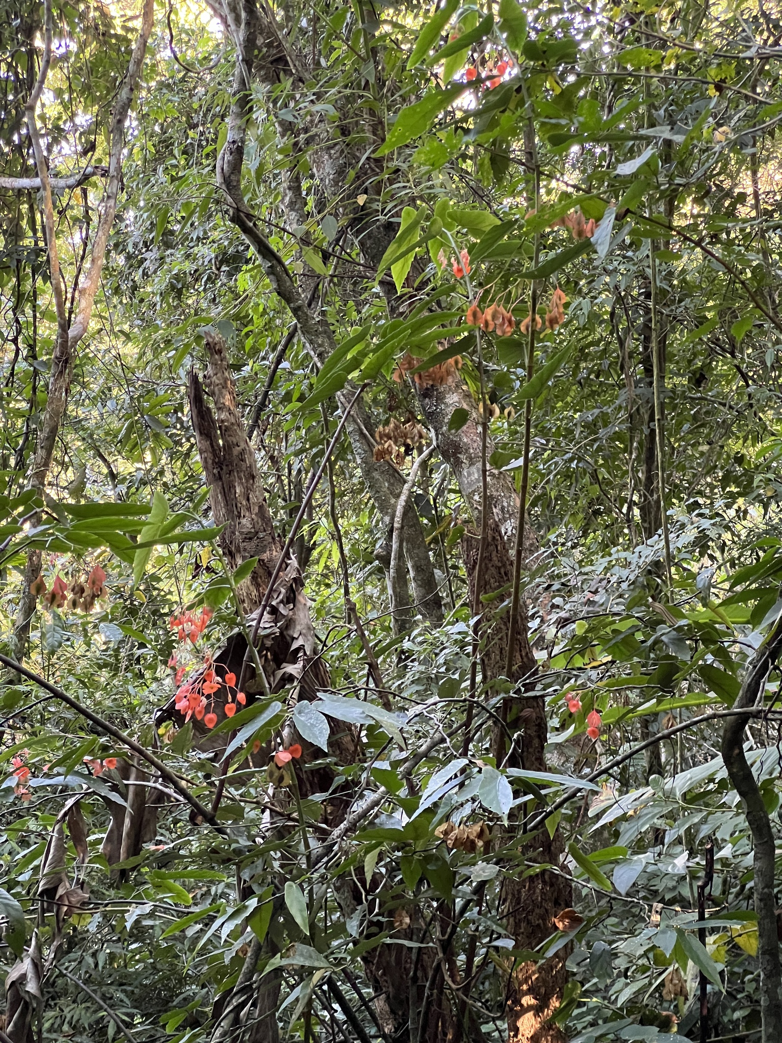 Imagem de Begônia maculata