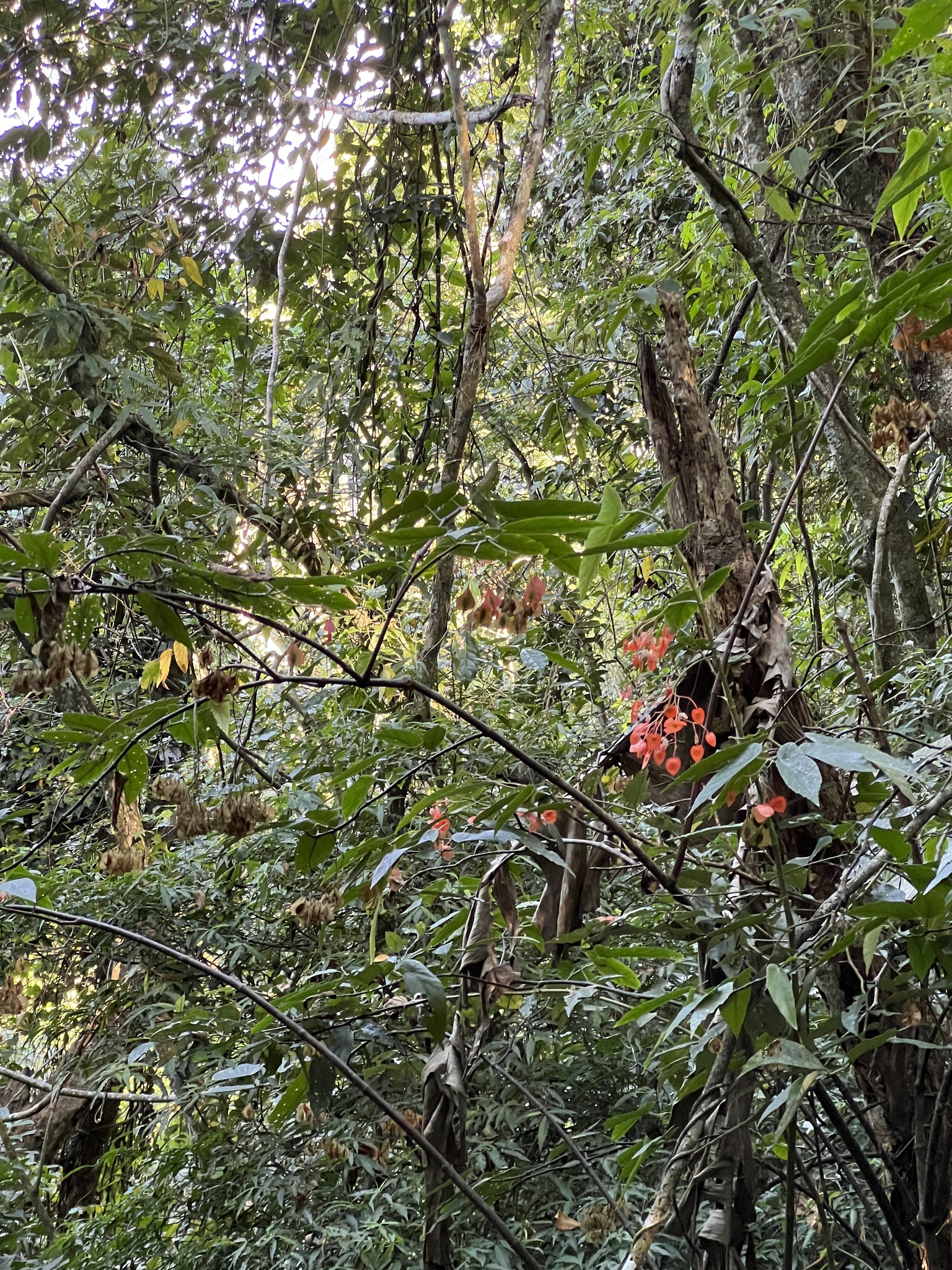 Imagem de Begônia maculata
