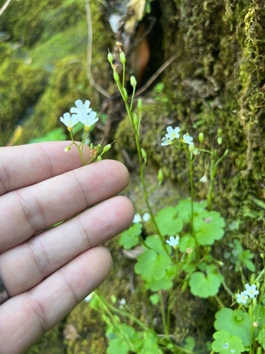 California mistmaiden (Romanzoffia californica)
