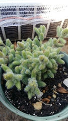 Delosperma echinatum