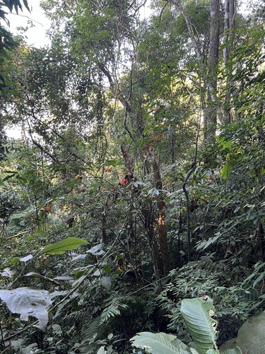 Foto de Begônia maculata