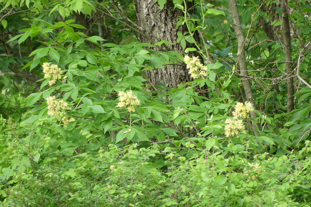 Ohio buckeye from Timberlane Acres, Olathe, KS 66061, USA on April 28, 2024 at 0618 PM by