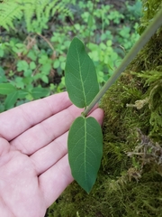 Lonicera hispidula