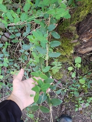 Lonicera hispidula