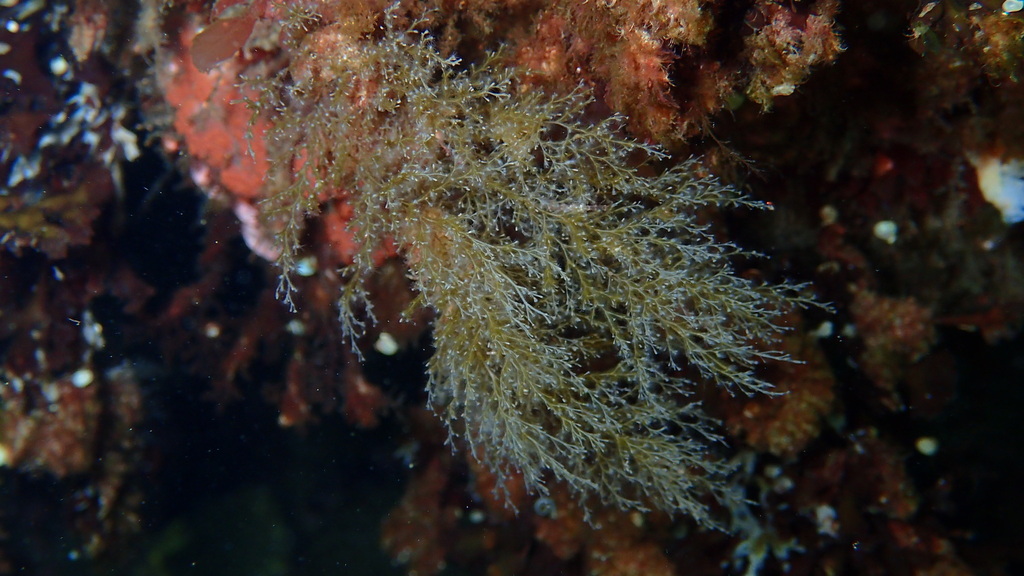 Wineglass Hydroids from Terence Bay, NS, Canada on April 27, 2024 at
