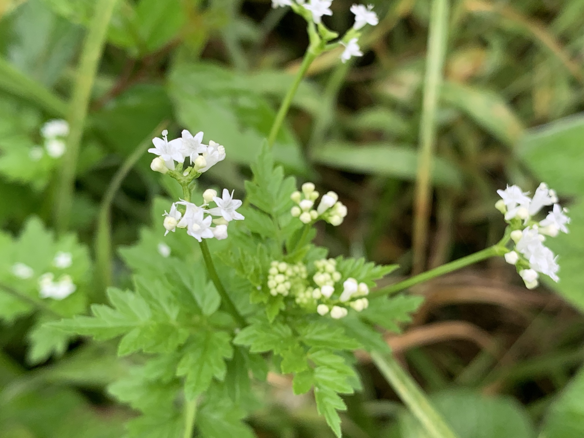 Caprifoliaceae image