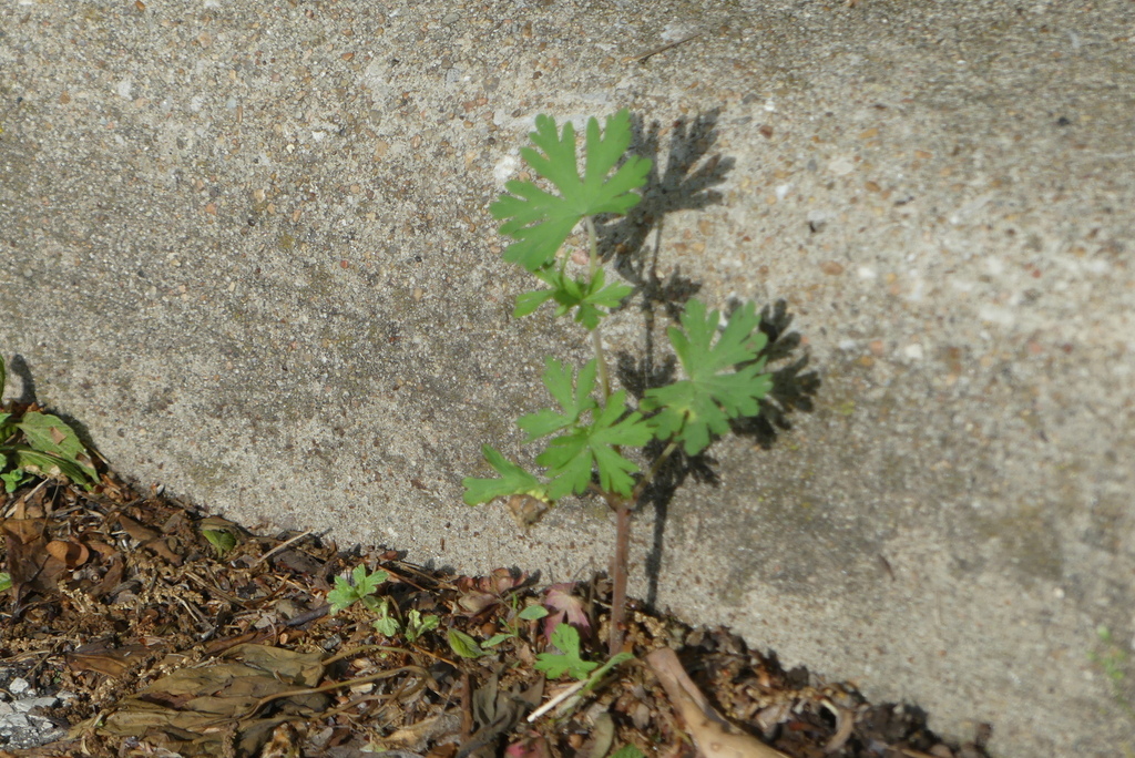 Northern Cranesbill from Timberlane Acres, Olathe, KS 66061, USA on April 28, 2024 at 0618 PM