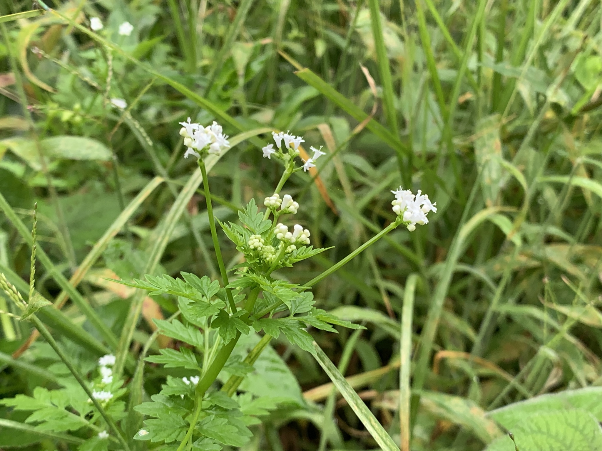 Valeriana chaerophylloides image
