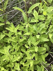 Stachys stebbinsii