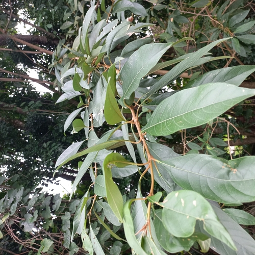 Citharexylum myrianthum