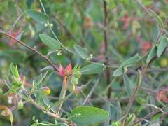Cocculus diversifolius