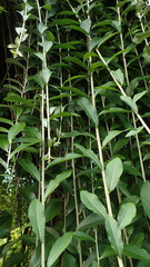 Tarlmounia elliptica