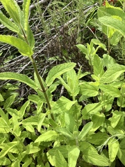 Stachys stebbinsii