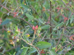 Cocculus diversifolius