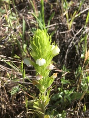 Castilleja rubicundula rubicundula