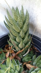 Haworthiopsis