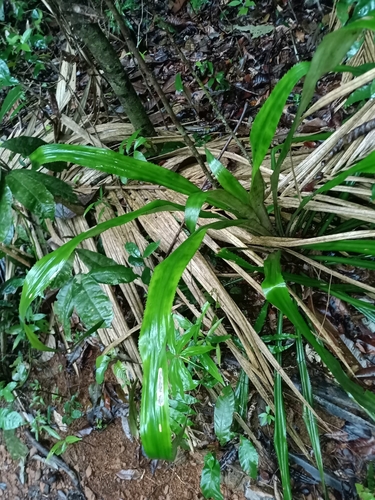 Bromelia fosteriana (Bromelia fosteriana)