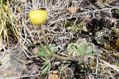 Ranunculus polyrhizos