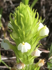 Castilleja rubicundula rubicundula