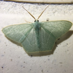 Thalassodes immissaria