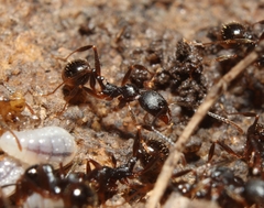 Aphaenogaster picea