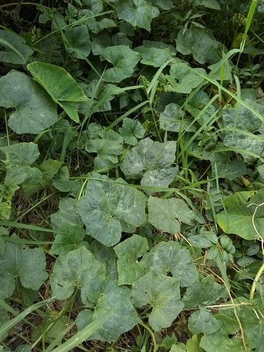 Image of Cucurbita okeechobeensis by (c) Oscar Marín, some rights reserved (CC BY-SA)
