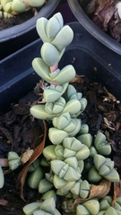 Corpuscularia