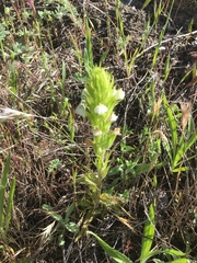Castilleja rubicundula rubicundula