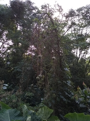 Cucurbita okeechobeensis martinezii