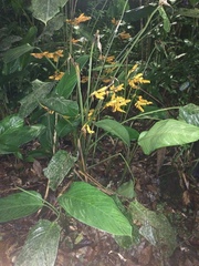 Stromanthe stromanthoides