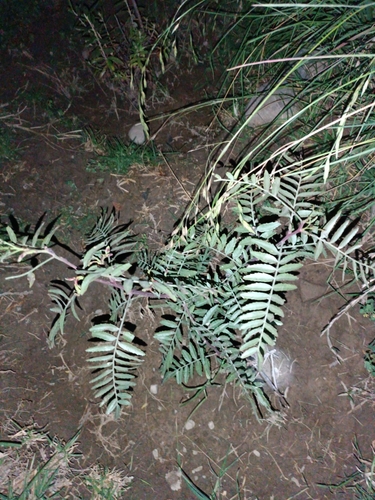 Schinus areira