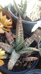 Gasteria