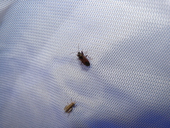 Eremocoris depressus