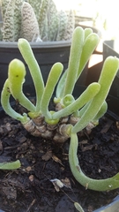 Monilaria moniliformis