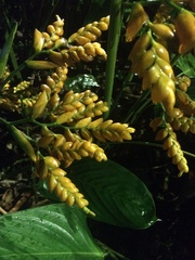 Stromanthe stromanthoides