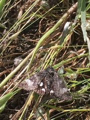Litocala sexsignata