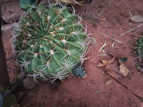 Image of Echinopsis obrepanda by no rights reserved