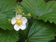 Fragaria vesca