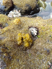 Leathesia marina